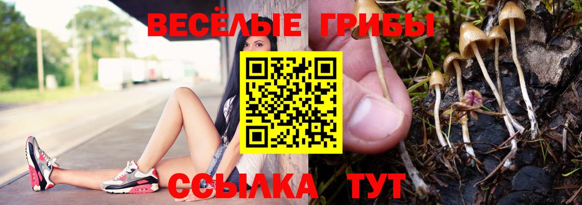 Галлюциногенные грибы Psilocybe Амурск
